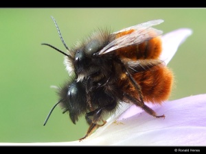 Fotos - Tierfotos - Insekten - Rote Mauerbiene